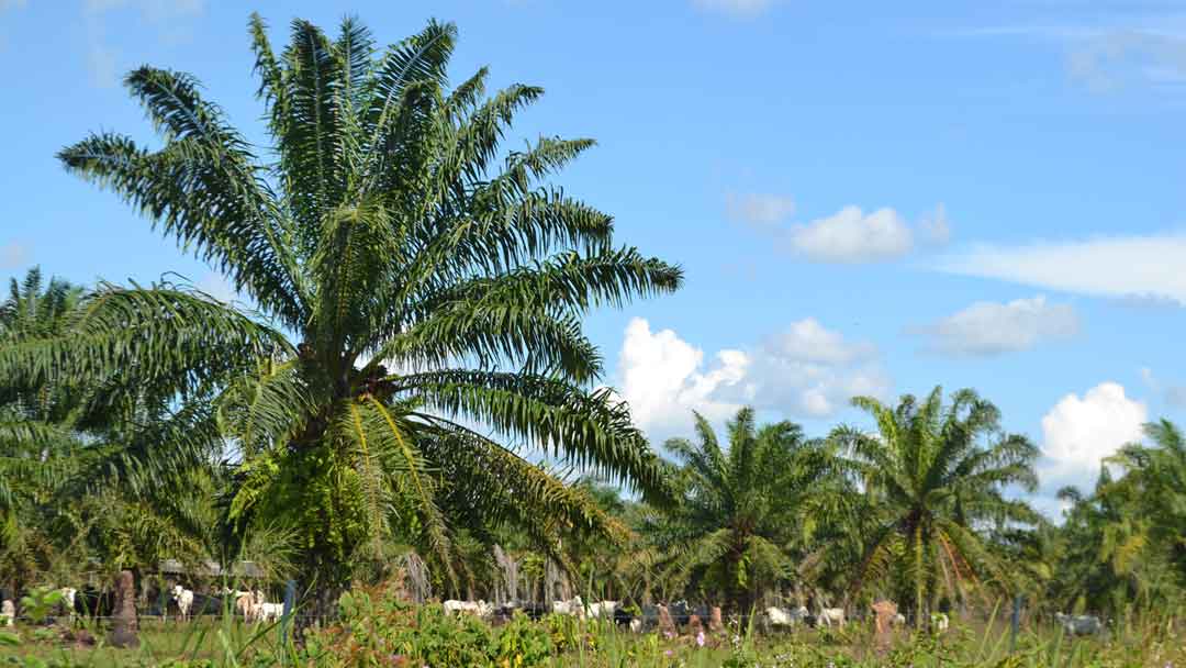 LaPalmera05